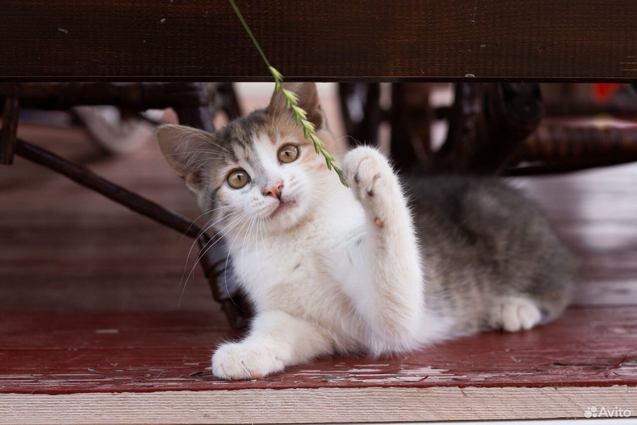 Котенок в добрые руки (кошка) купить на Зозу.ру - фотография № 9