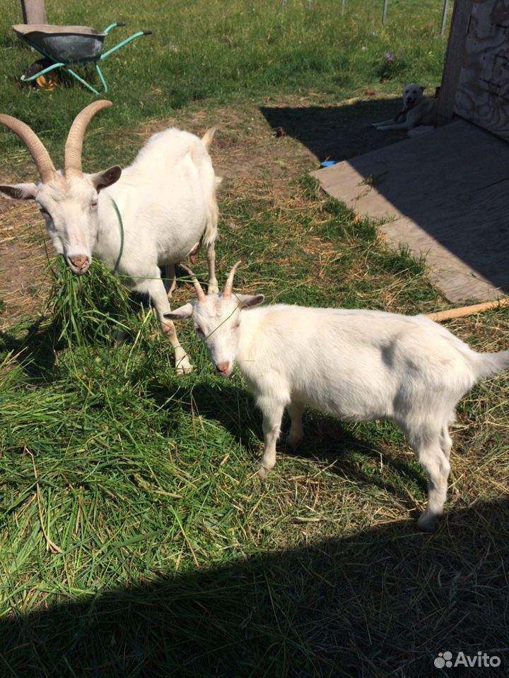 Продаются две дойные козы,молодая козочка и нубийс купить на Зозу.ру - фотография № 2