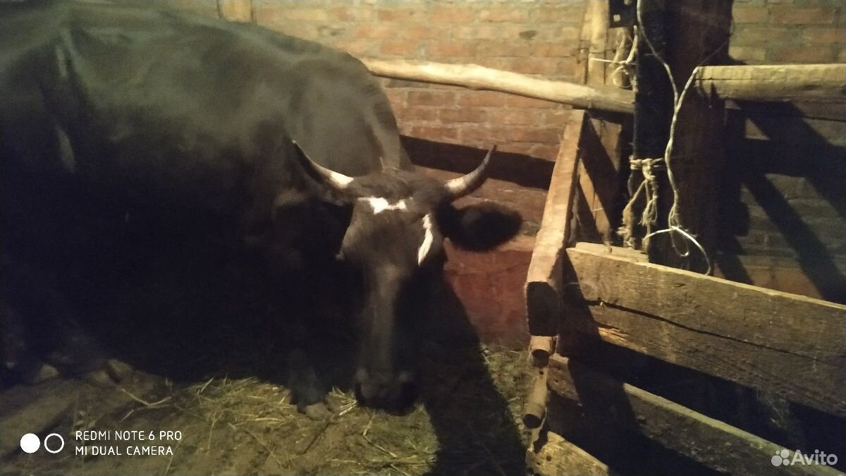 Коровы и ягнята купить на Зозу.ру - фотография № 6