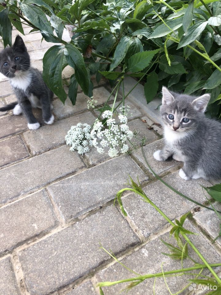 Чудесные малыши, 2 котика, 3 кошечки купить на Зозу.ру - фотография № 2