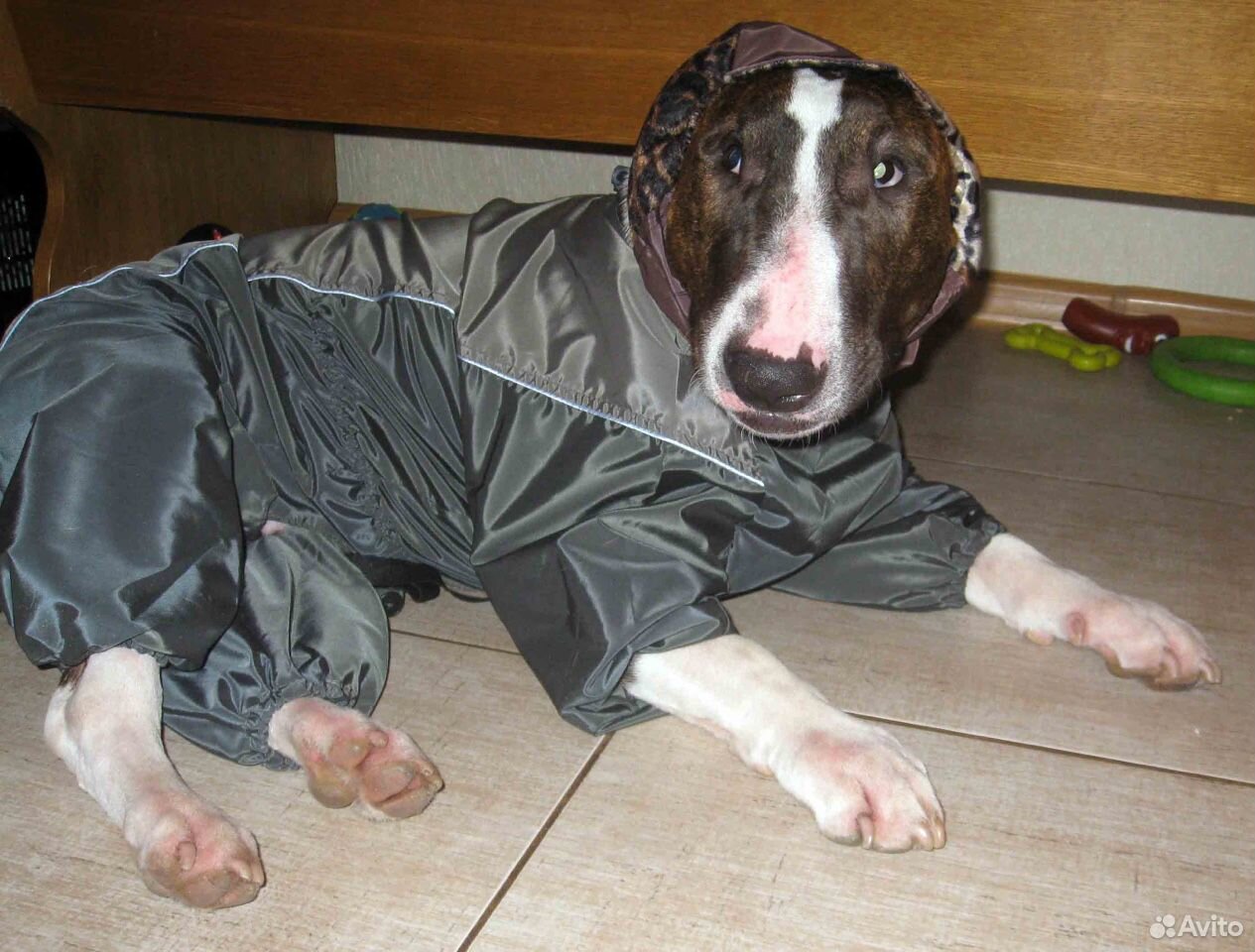 Одежда для собаки купить на Зозу.ру - фотография № 2