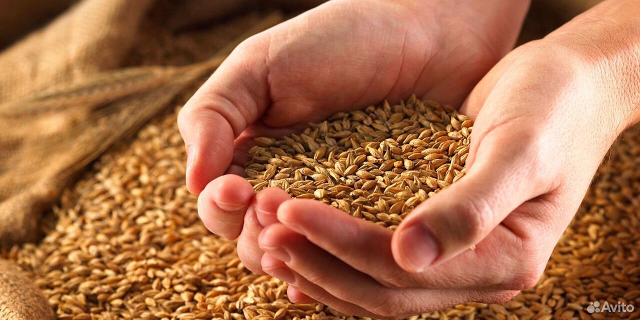Пшеница - 13,90 р/кг купить на Зозу.ру - фотография № 1