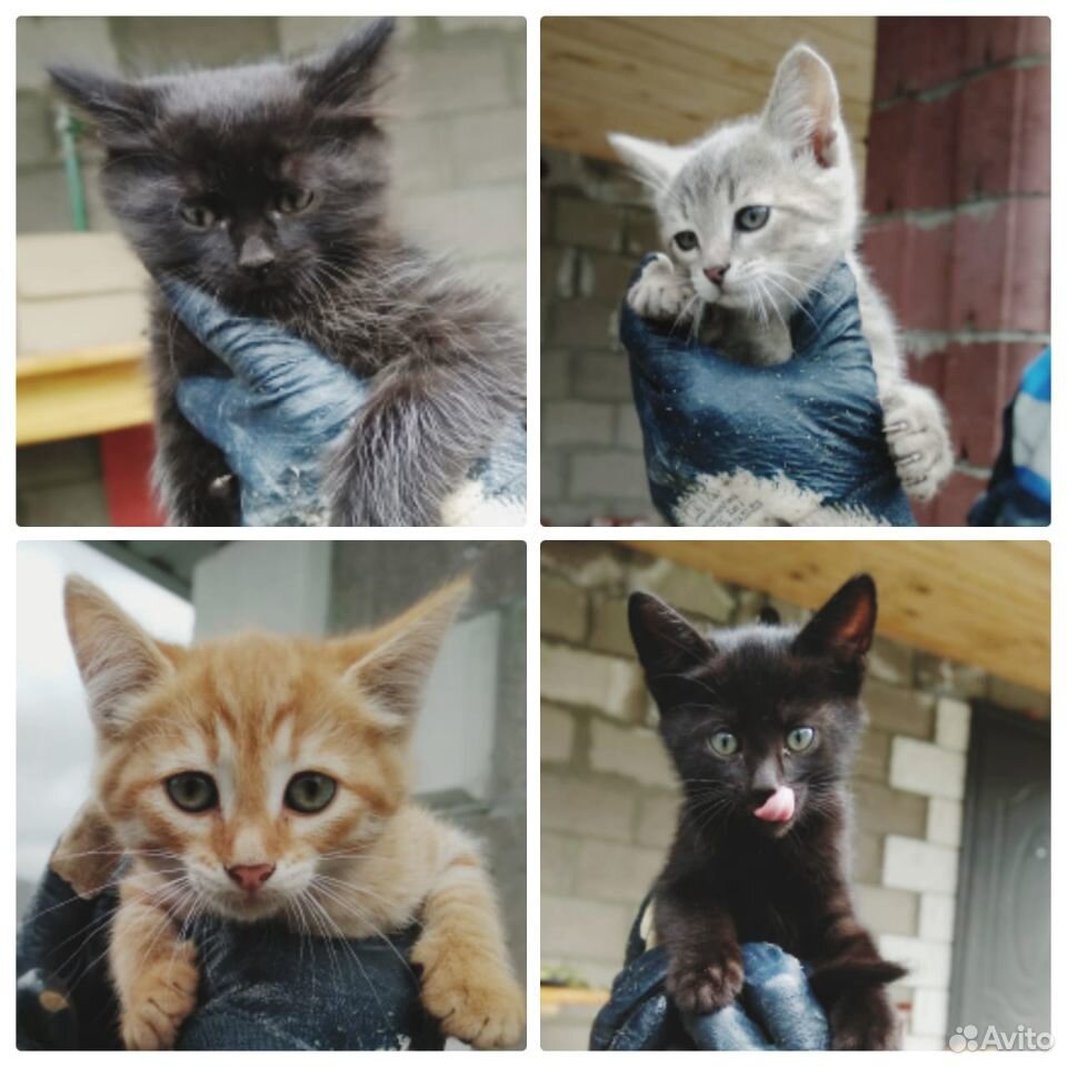 Котята для частного или загородного дома купить на Зозу.ру - фотография № 1