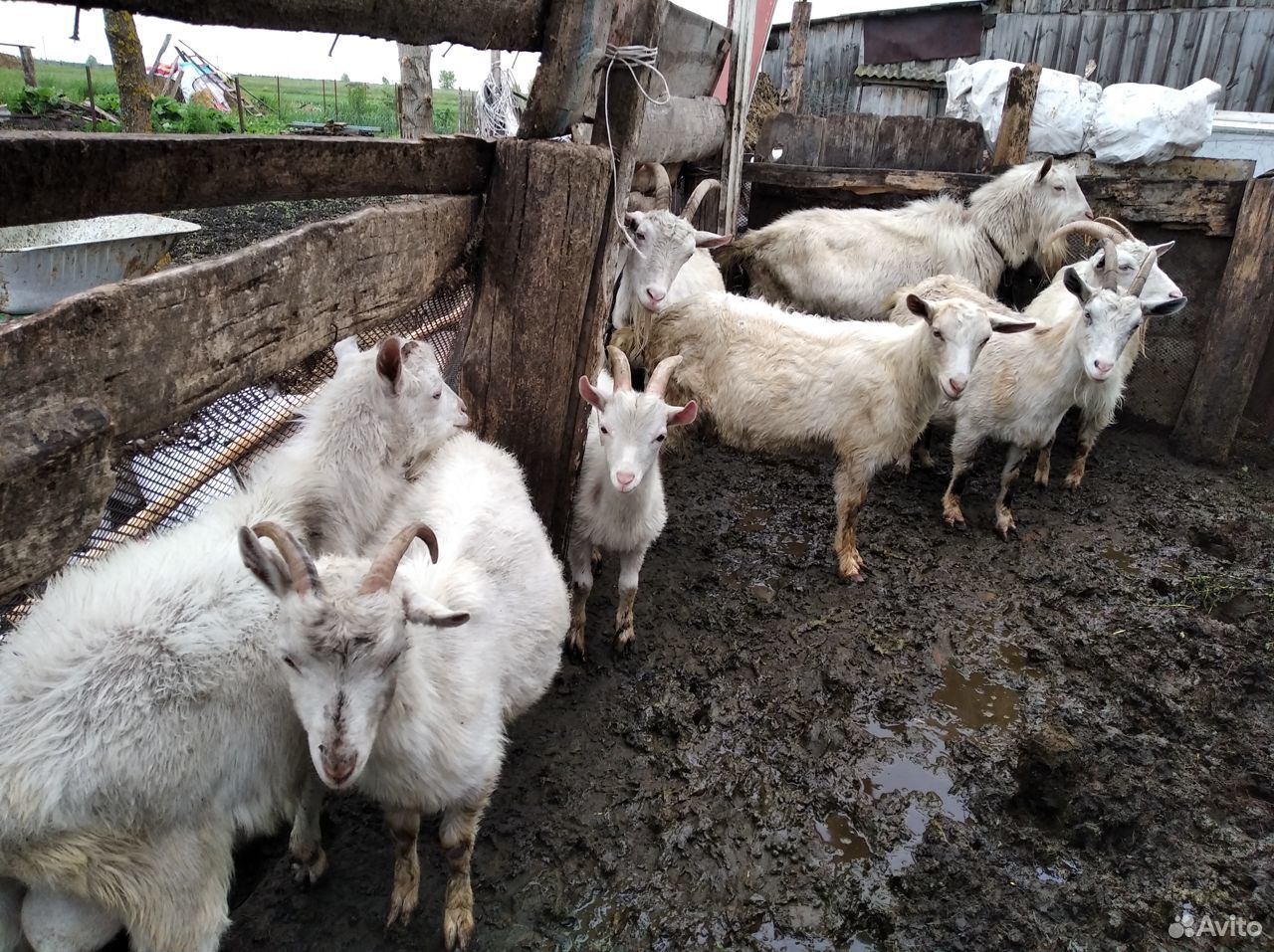 Продаем хороших коз купить на Зозу.ру - фотография № 3