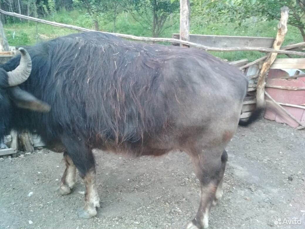 Продаются быки, телки, и буйвол купить на Зозу.ру - фотография № 4
