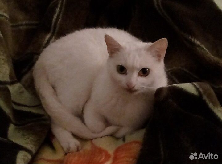 Молодая белоснежная кошка купить на Зозу.ру - фотография № 1