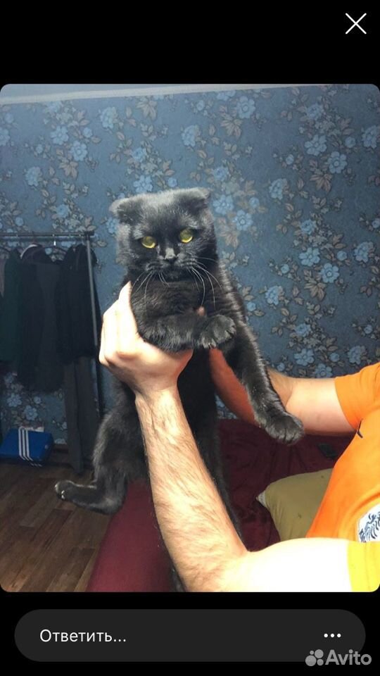 Шотландская кошка купить на Зозу.ру - фотография № 1