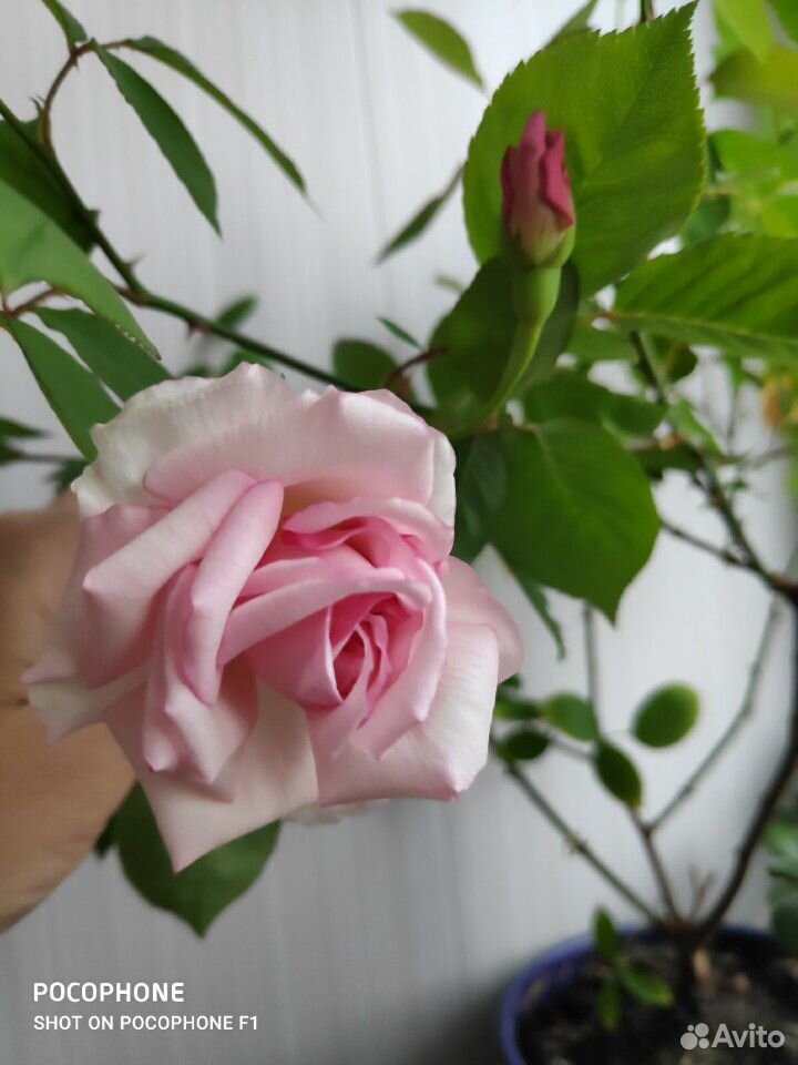 Чайная роза купить на Зозу.ру - фотография № 1