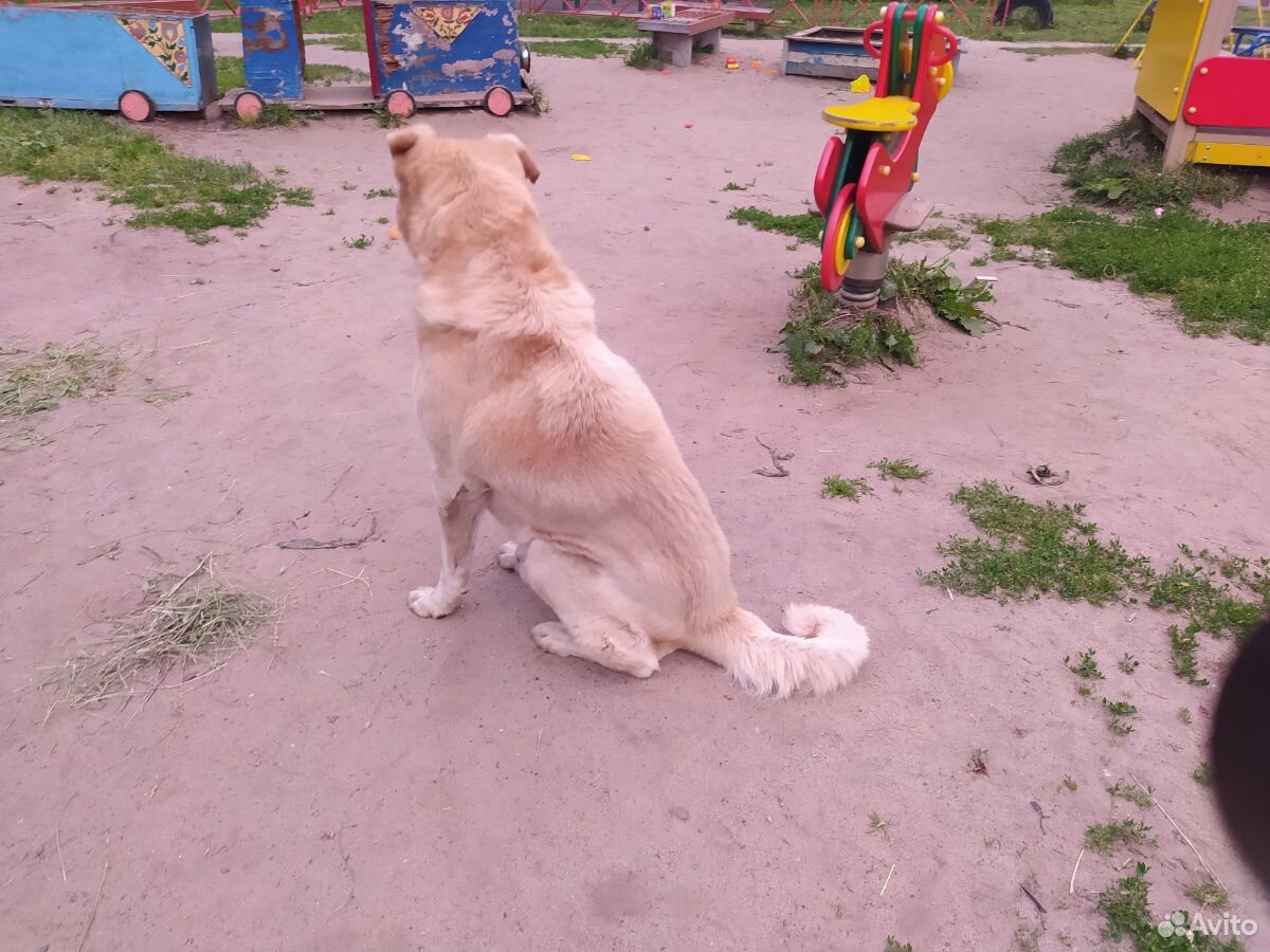 Собака, бродяга, Обажает Детей купить на Зозу.ру - фотография № 1