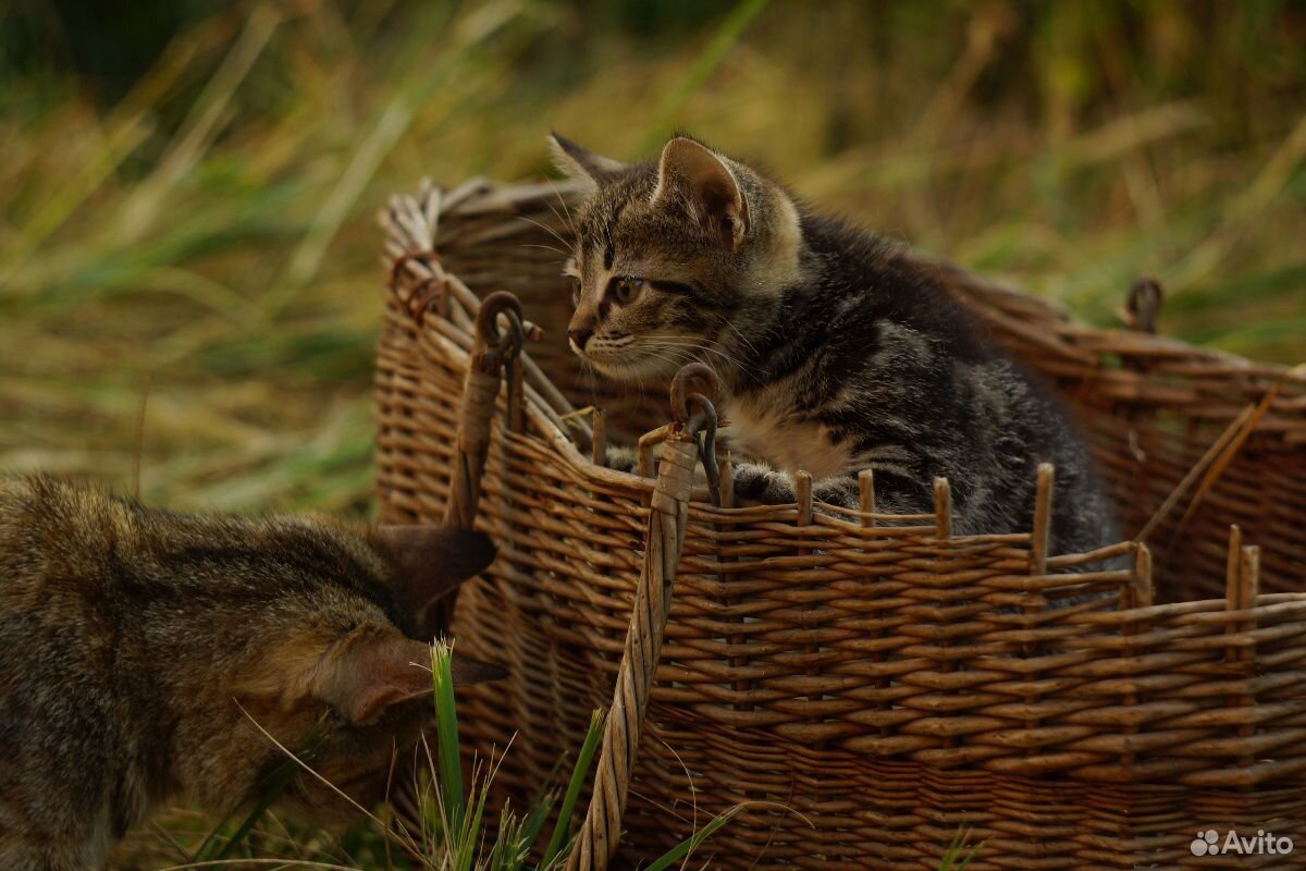 Необычный котенок купить на Зозу.ру - фотография № 4