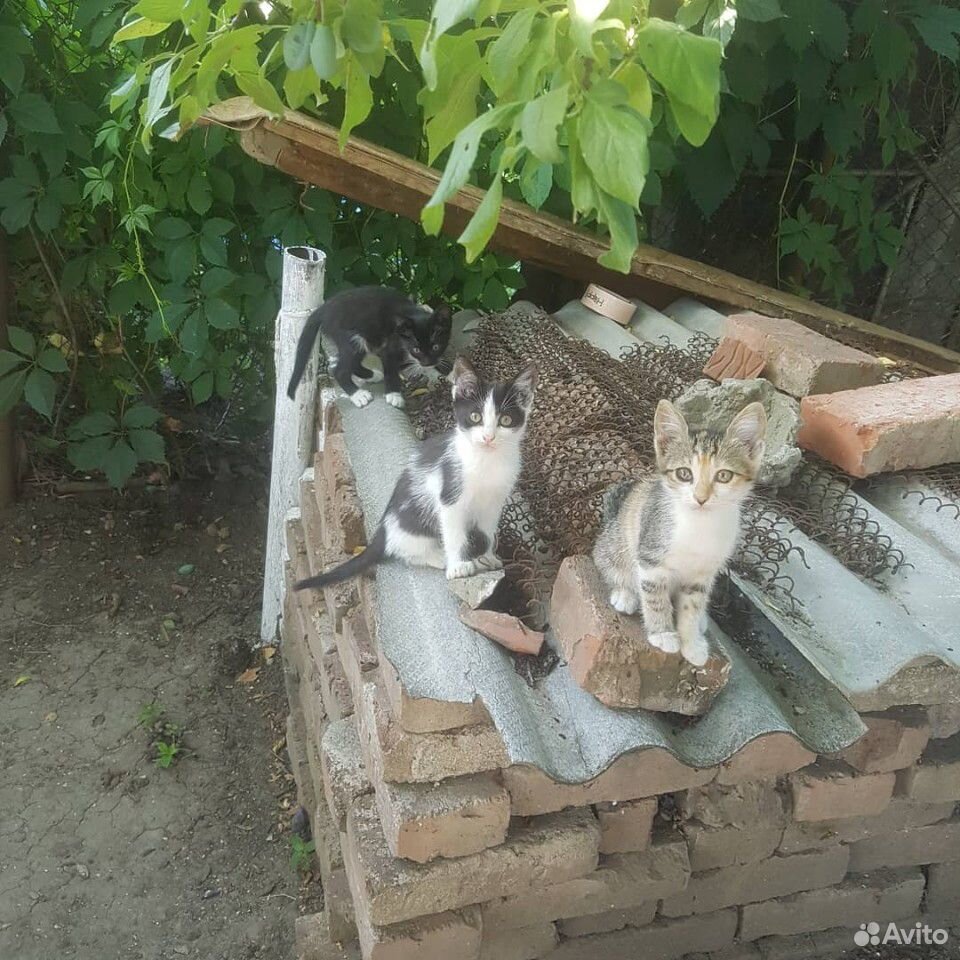 Спасите котят купить на Зозу.ру - фотография № 1