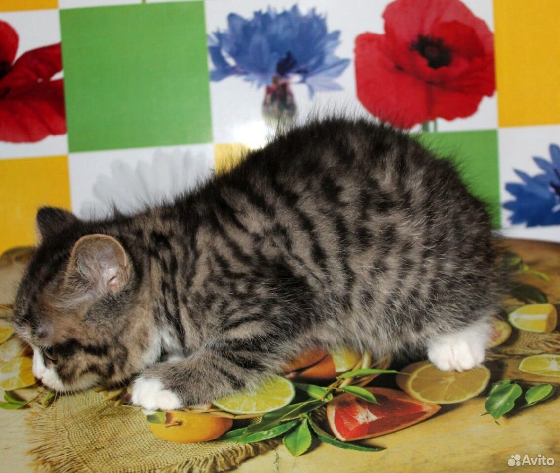 Британский котик купить на Зозу.ру - фотография № 3