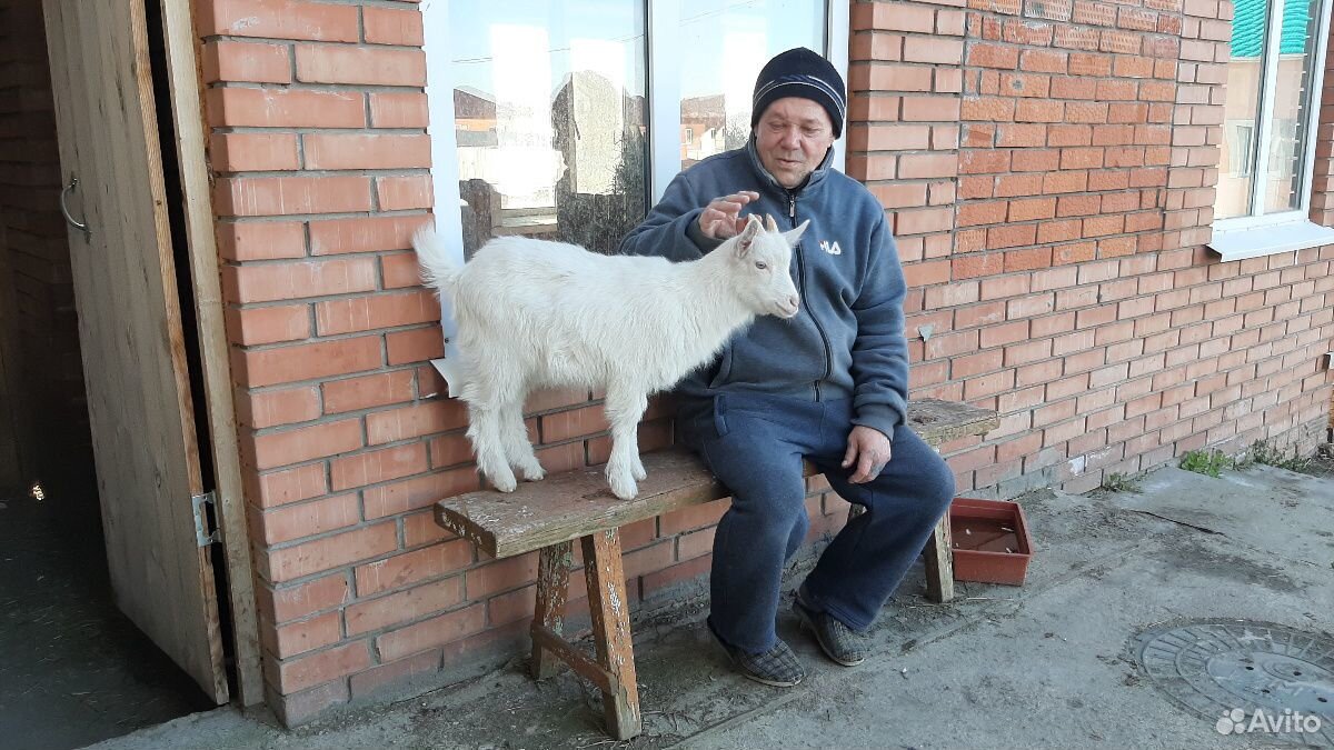 Животные купить на Зозу.ру - фотография № 1