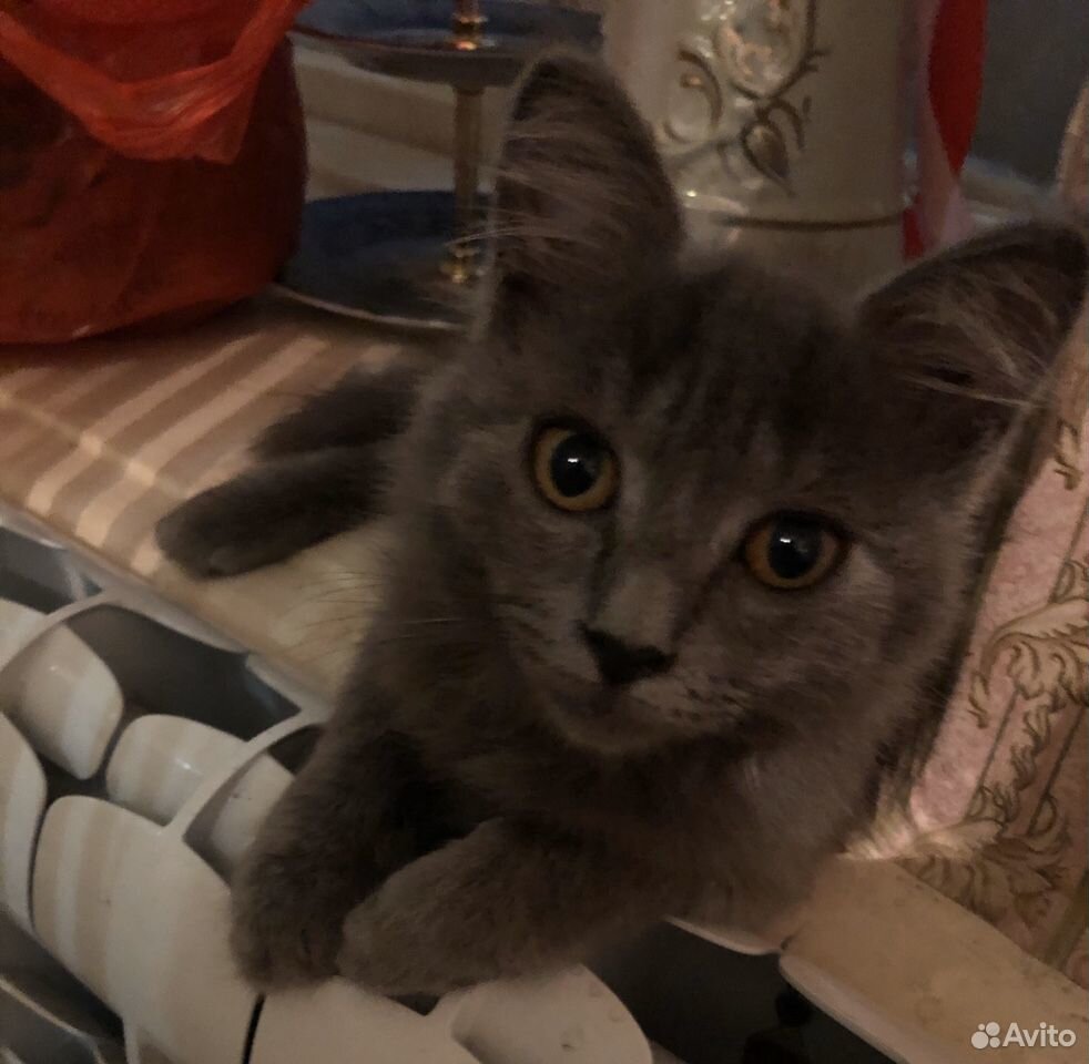 Милый породистый серый котёнок купить на Зозу.ру - фотография № 1