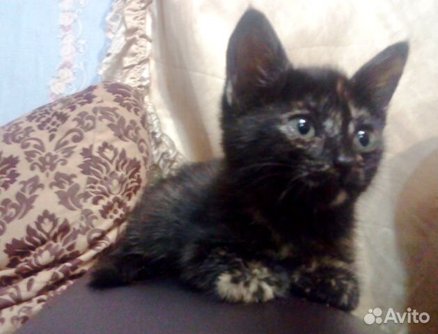 Котёнок (девочка) купить на Зозу.ру - фотография № 2