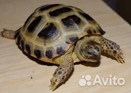 Сухопутную черепаху в дар приму купить на Зозу.ру - фотография № 1