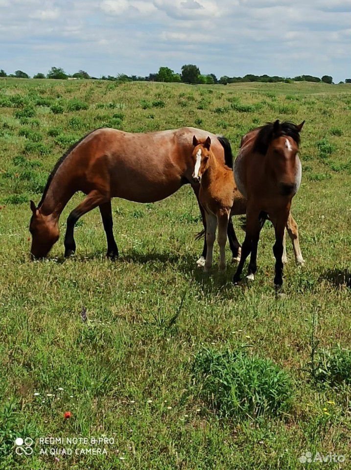 Лошадей купить на Зозу.ру - фотография № 4