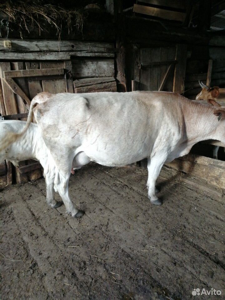 Продам корову с теленком купить на Зозу.ру - фотография № 1