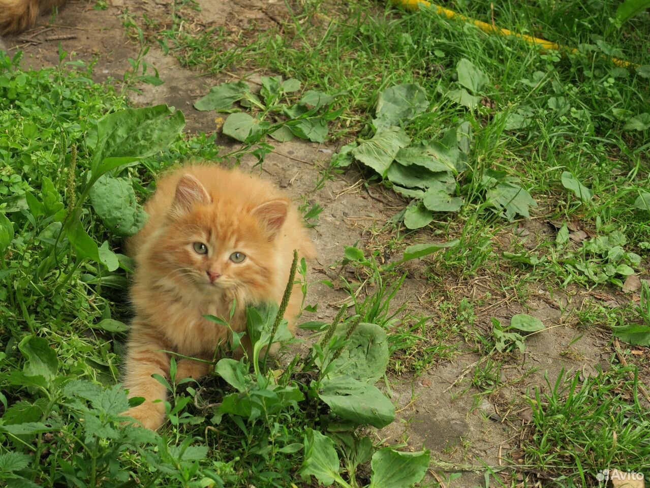Рыжего котика в добрые руки купить на Зозу.ру - фотография № 7