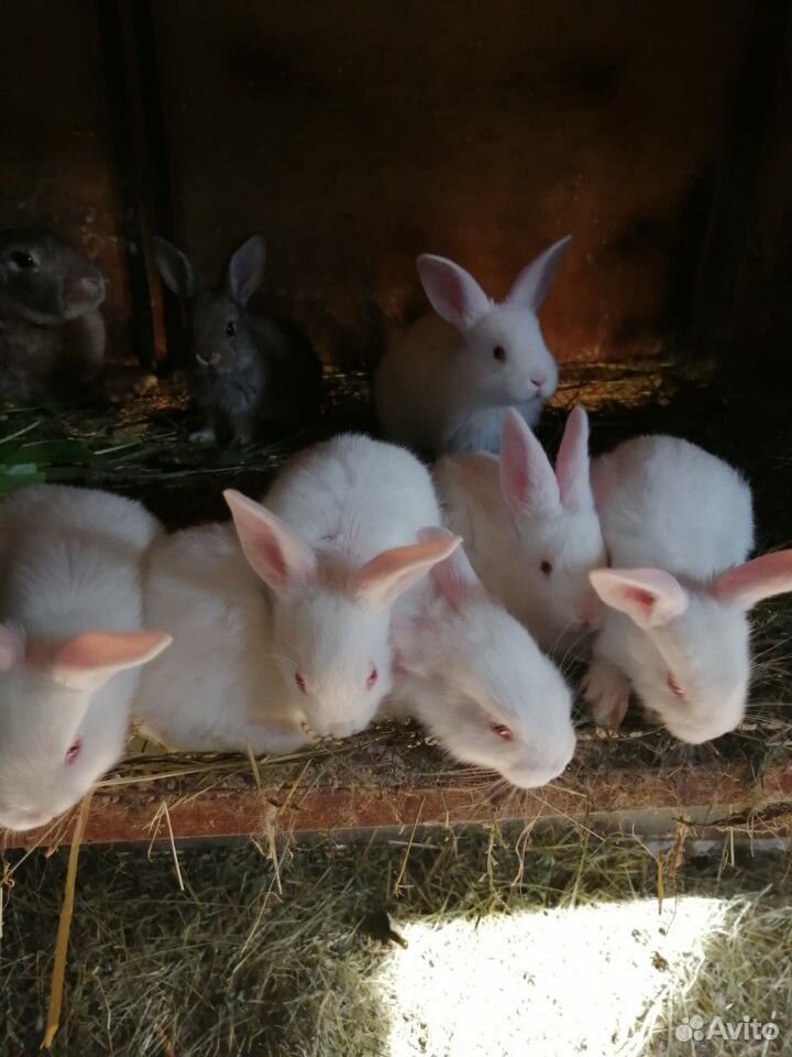 Комбикорм для кроликов купить на Зозу.ру - фотография № 4