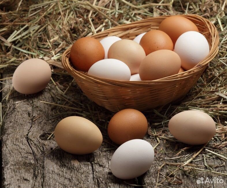Продаю яйцо домашнее кур купить на Зозу.ру - фотография № 1