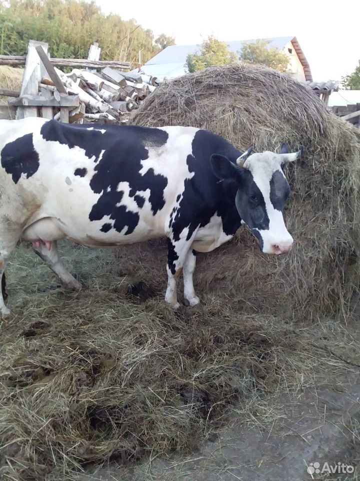 Дойная корова купить на Зозу.ру - фотография № 2