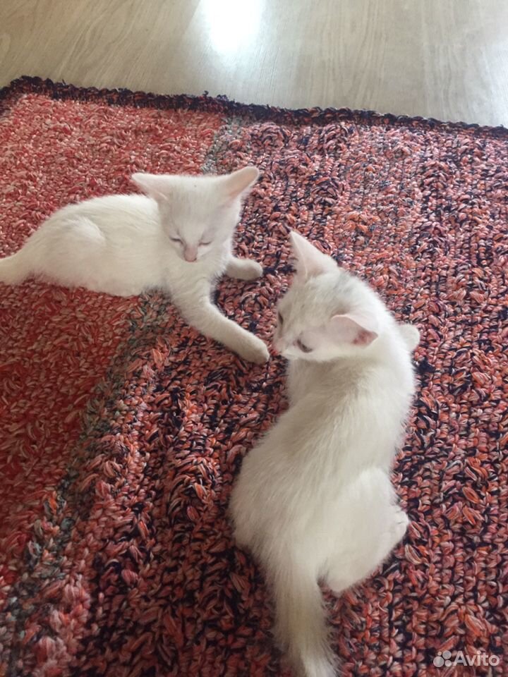 Два белых котёнка купить на Зозу.ру - фотография № 1