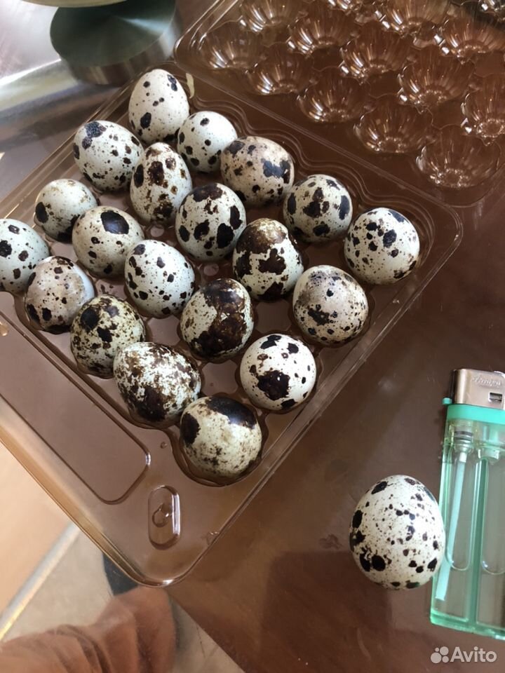 Яйца Перепелки купить на Зозу.ру - фотография № 3