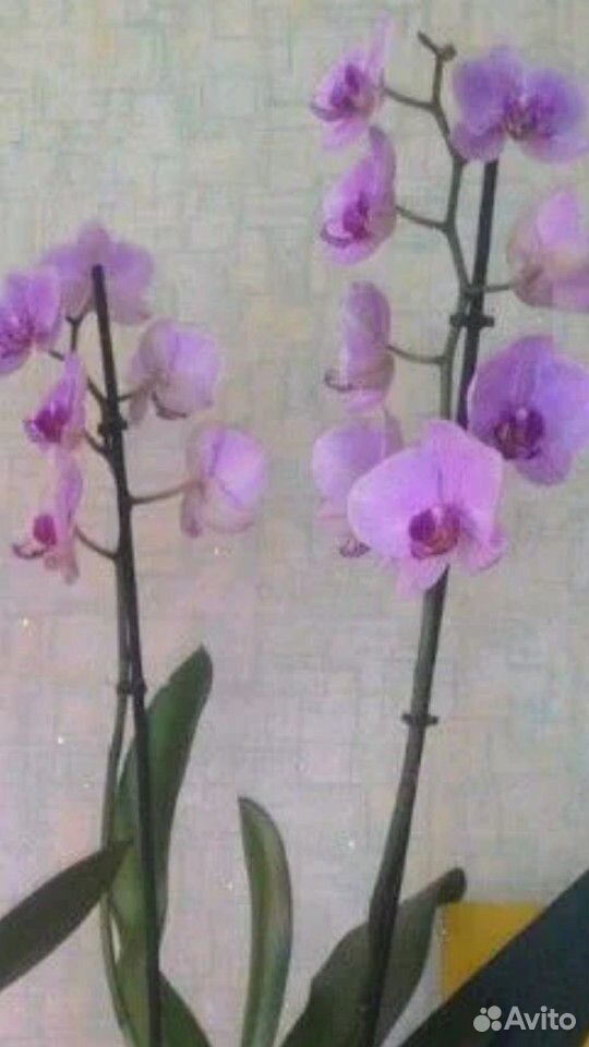 Фаленопсис орхидея сортовые купить на Зозу.ру - фотография № 9