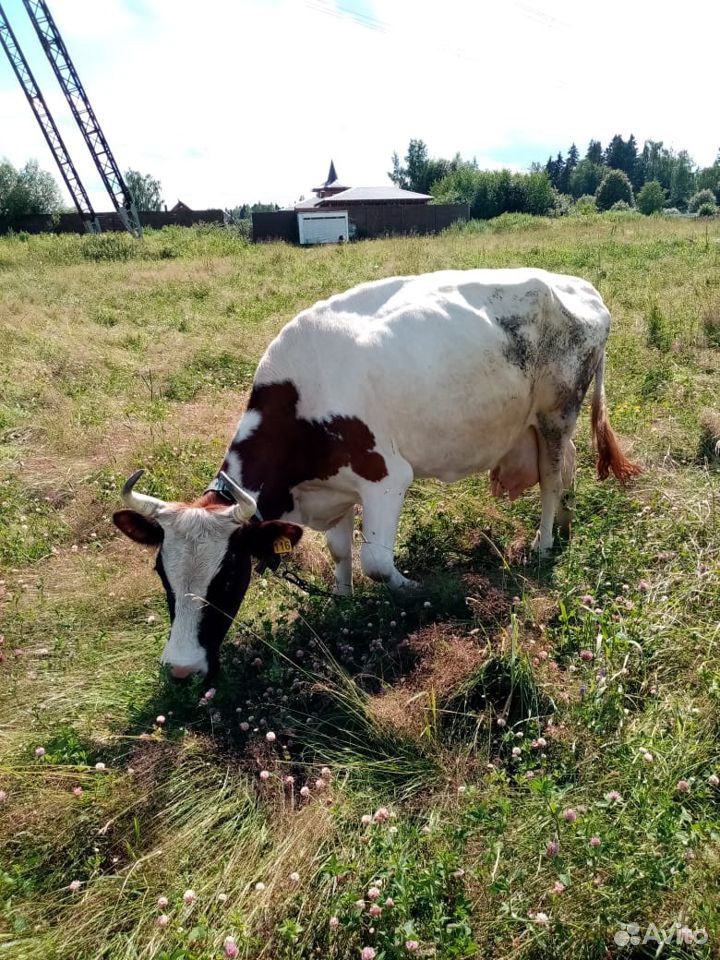 Молочные и сырные Коровы.Элита купить на Зозу.ру - фотография № 1