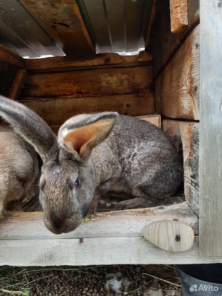 Кролики серебро, ризен купить на Зозу.ру - фотография № 4