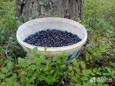 Продам ягоды черники от5 кг доставка купить на Зозу.ру - фотография № 1