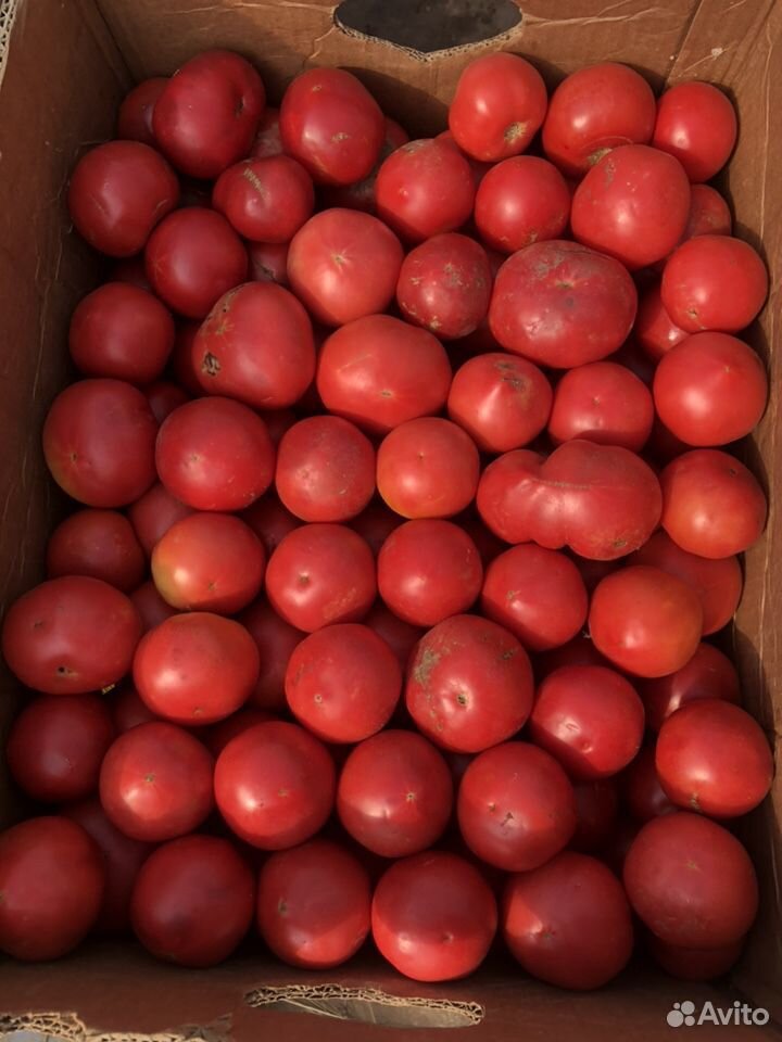 Розовые помидоры купить на Зозу.ру - фотография № 2