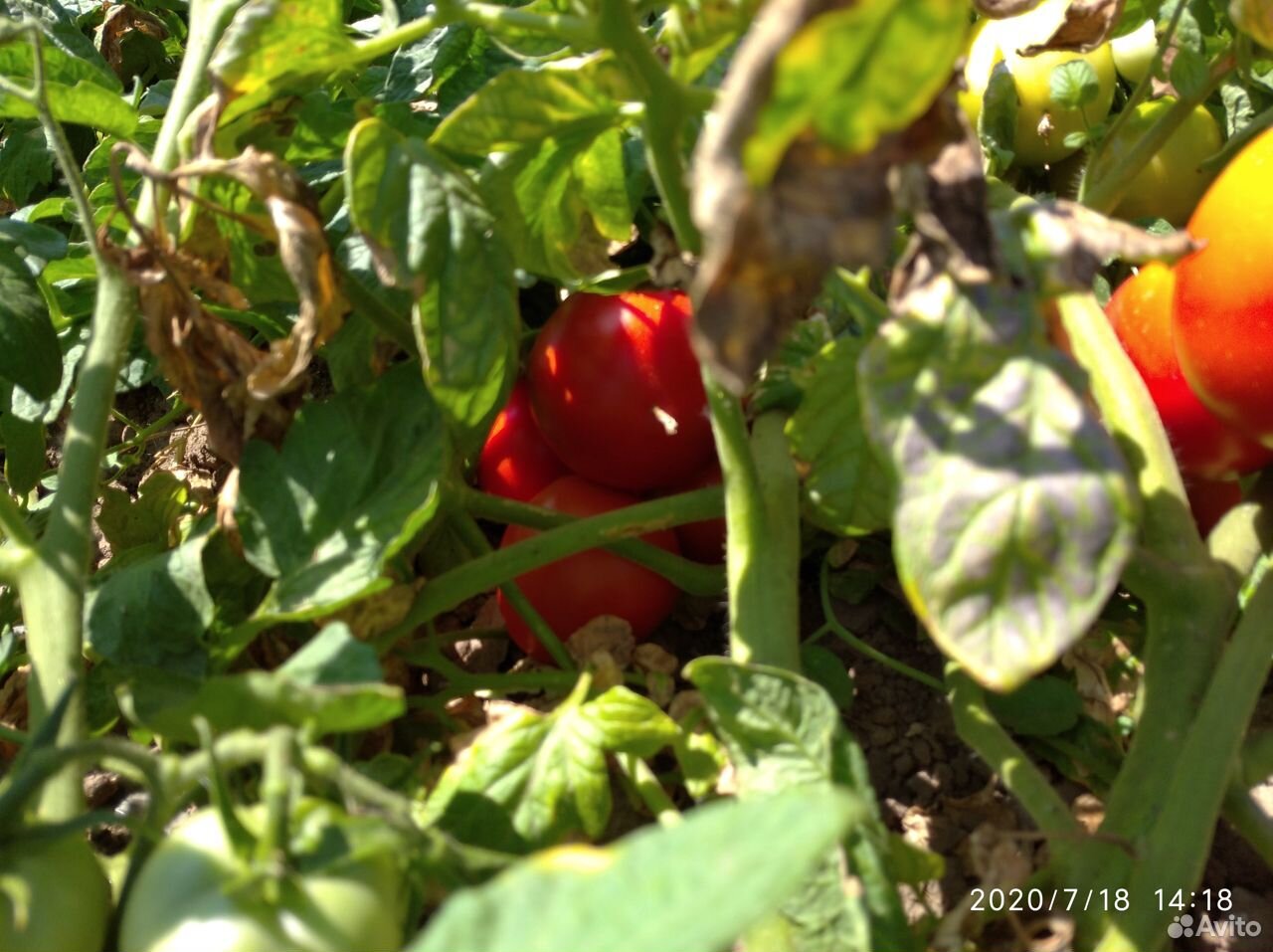 Помидоры (томаты ) оптом с поля купить на Зозу.ру - фотография № 5