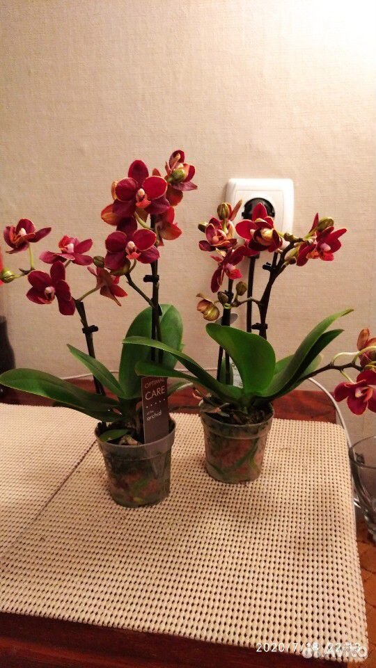 Орхидея фаленопсис мини Эсме купить на Зозу.ру - фотография № 4