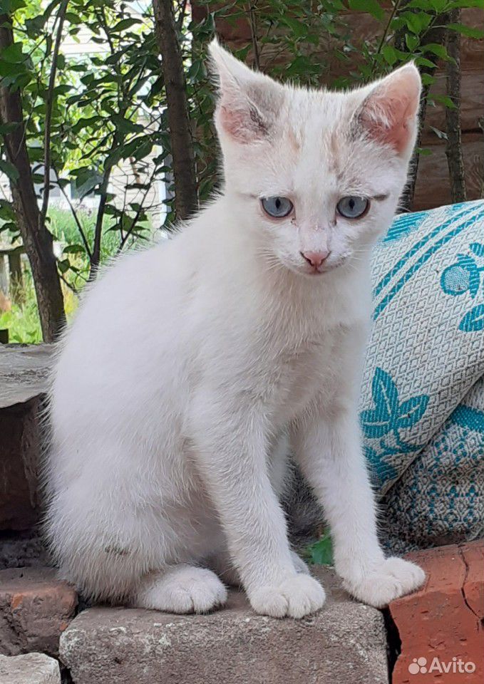 Котенок белый с голубыми глазами купить на Зозу.ру - фотография № 2