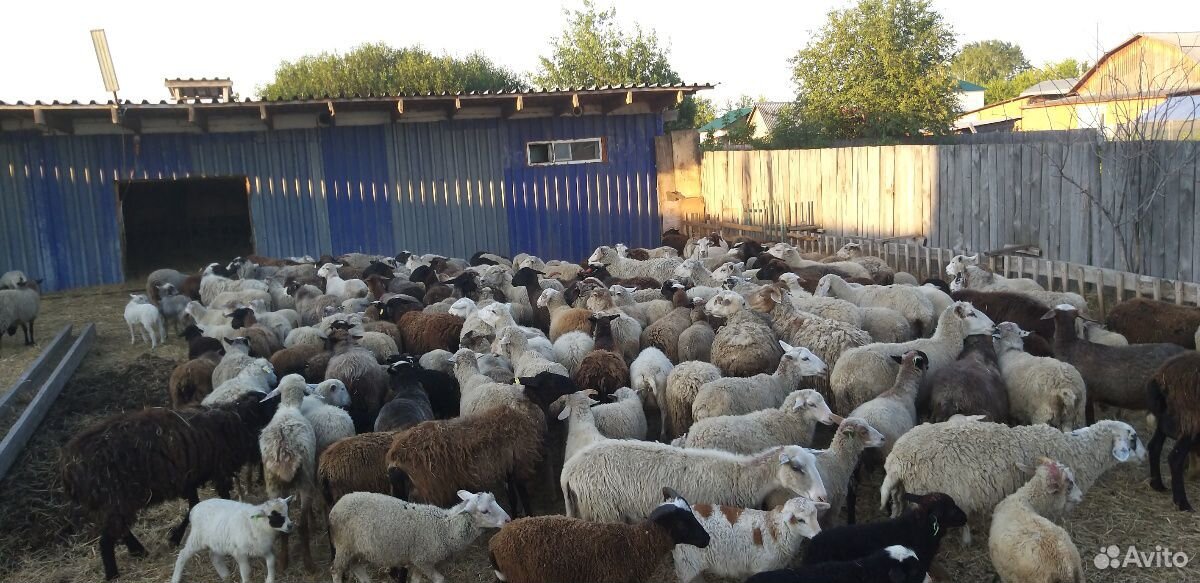 Продам Баранов и овечек на Курбан Байрам купить на Зозу.ру - фотография № 3