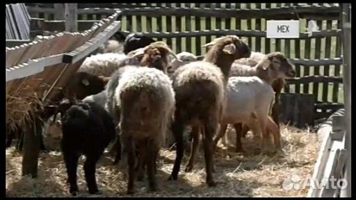 Продам овец Романовской пароды купить на Зозу.ру - фотография № 1
