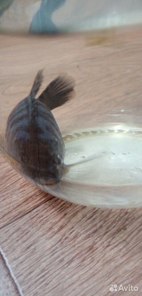 Рыбка Цихлидия-Малавиец купить на Зозу.ру - фотография № 2
