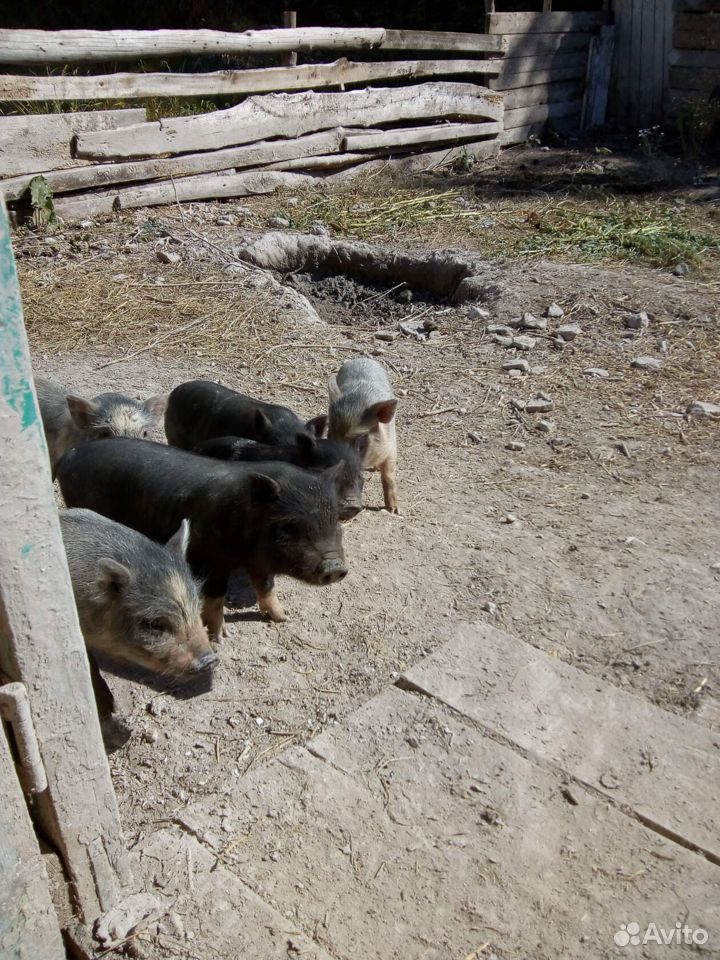 Поросята Вьетнамской вислобрюхой свиньи купить на Зозу.ру - фотография № 2