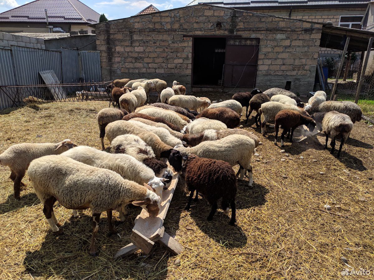 Овцы, Баран, Барашки купить на Зозу.ру - фотография № 2