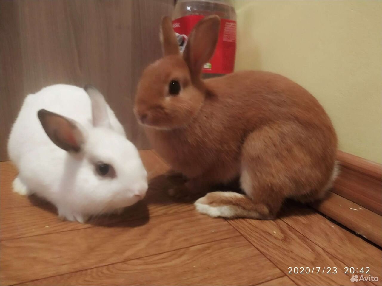 Крольчата, кролики купить на Зозу.ру - фотография № 2