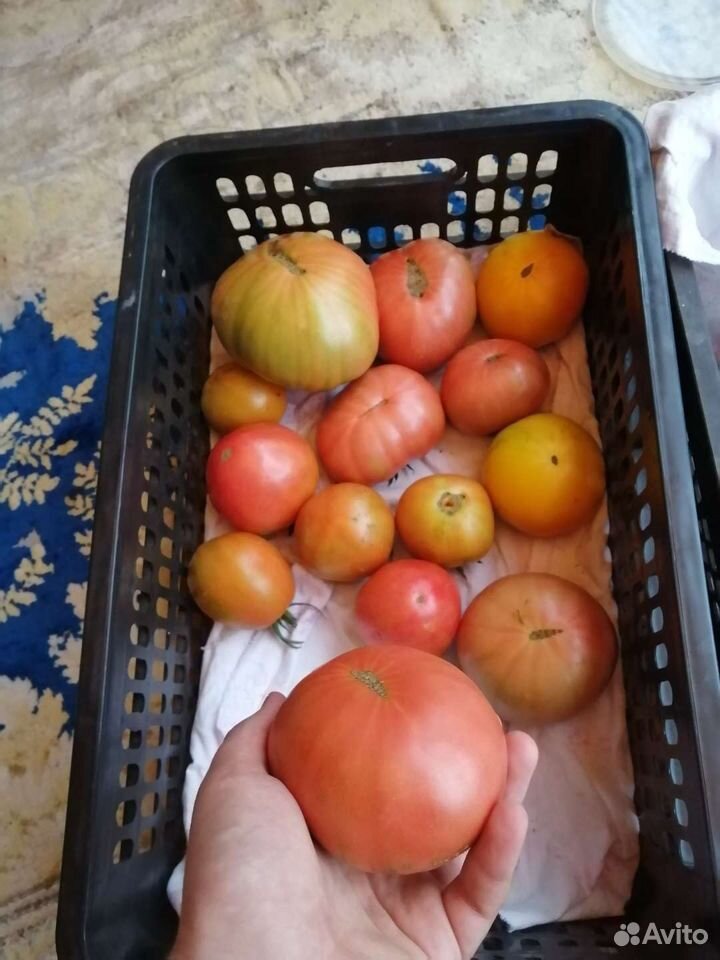 Первые помидоры купить на Зозу.ру - фотография № 1