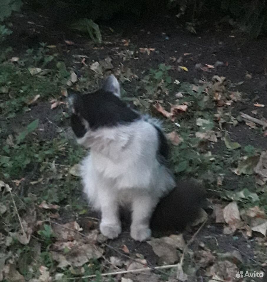 Бело-черный котик купить на Зозу.ру - фотография № 4