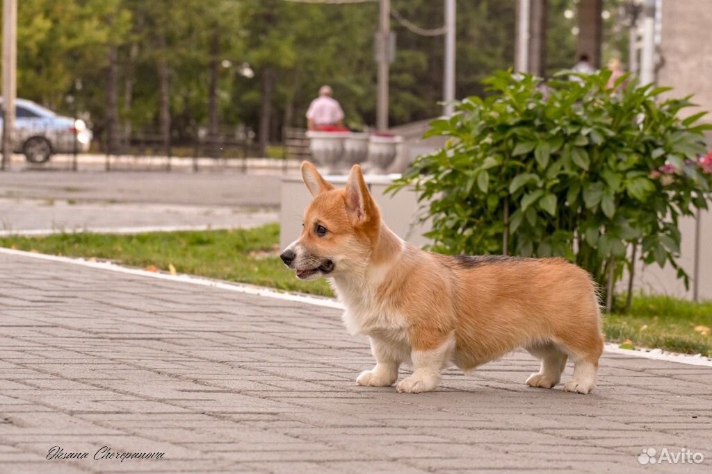 Вельш Корги ищет свою семью