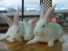 Продам племенных кроликов объявление продам