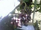 Саженцы винограда объявление продам