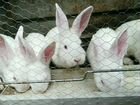Кролики Белый Великан объявление продам
