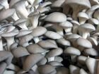 Производство грибов (шампиньоны, вешенка) объявление продам