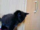 Кошечка от умной домашней кошки в подарок объявление продам